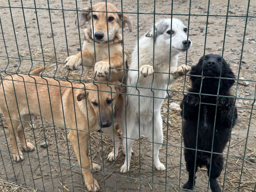 В канун Нового года хочется порадовать подарками не только людей, но и братьев наших меньших