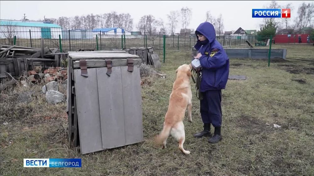 Герои нашего времени. Сегодня свой профессиональный праздник отмечают спасатели. В Белгородской области для сотрудников МЧС последние три года служба сопряжена с особым риском