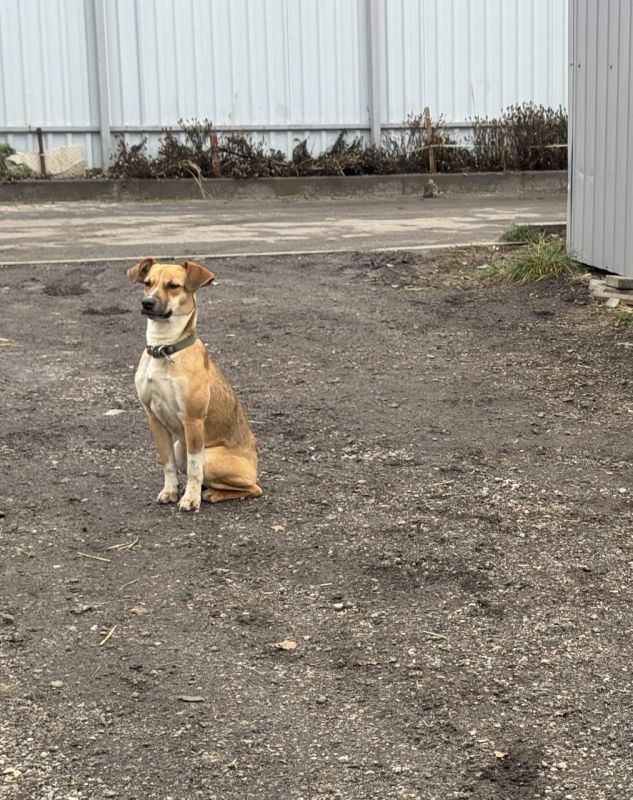 В канун Нового года хочется порадовать подарками не только людей, но и братьев наших меньших