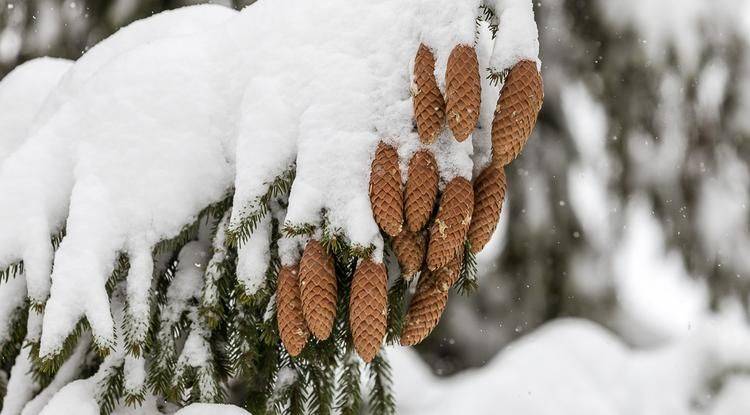 Как отдохнуть белгородцам 13–15 декабря