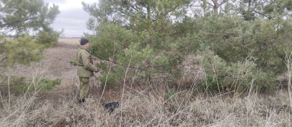 Лесники Краснояружского района Белгородской области занимаются заготовкой семян для восстановления и пополнения лесного фонда