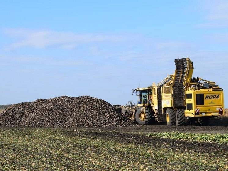 Белгородские аграрии почти завершили уборку сахарной свеклы