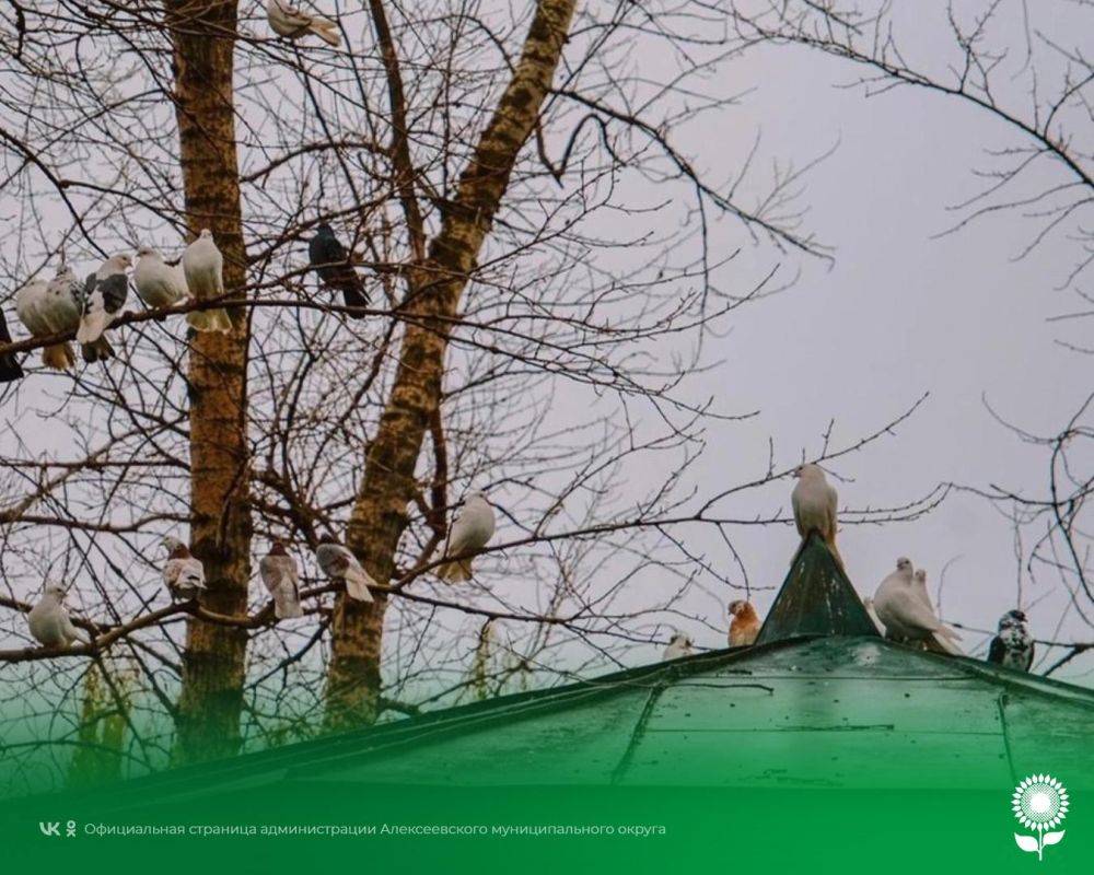 12 декабря. Температура воздуха 0°C, облачно, без осадков