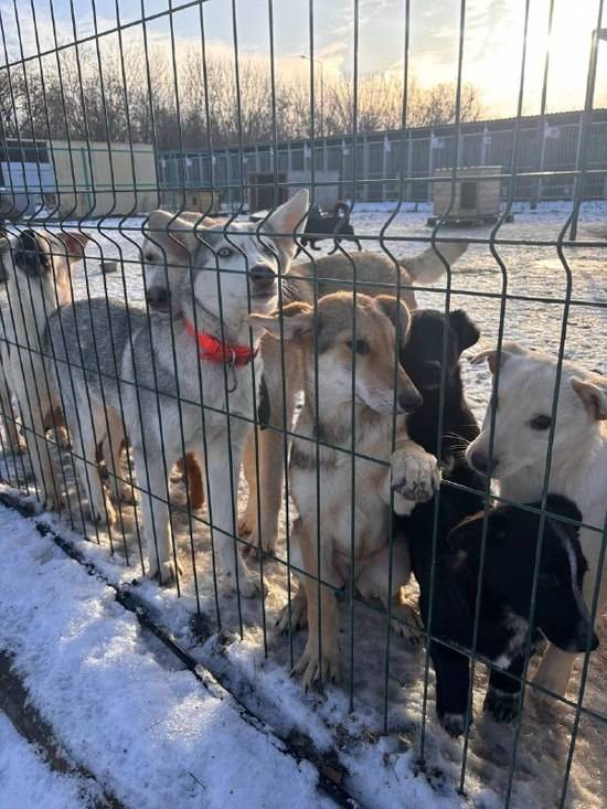 На улице Коммунальной Белгорода продолжается обустройство приюта для животных3