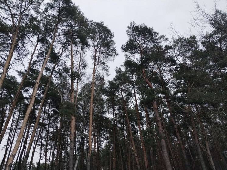 Туман и гололедица ждут белгородцев во вторник