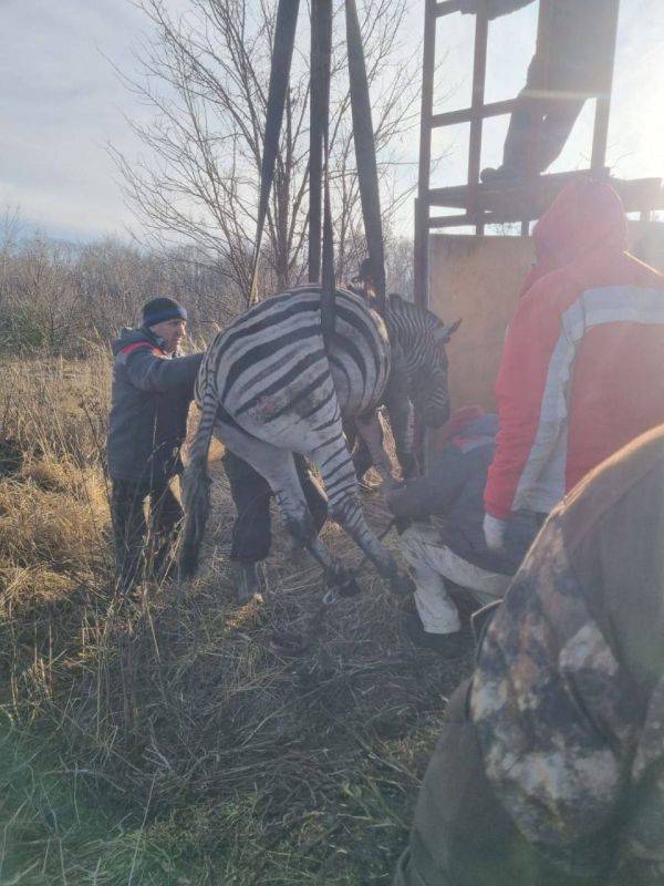 «Царапины есть. Но кушает, всё хорошо»