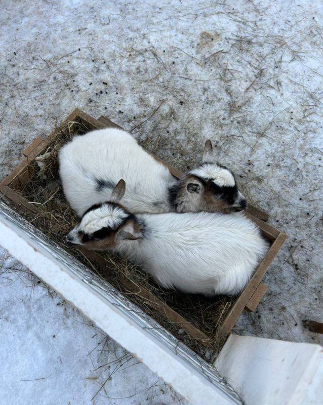 Сегодня, 11 января, в Белгороде будет пасмурно, местами дождь со снегом