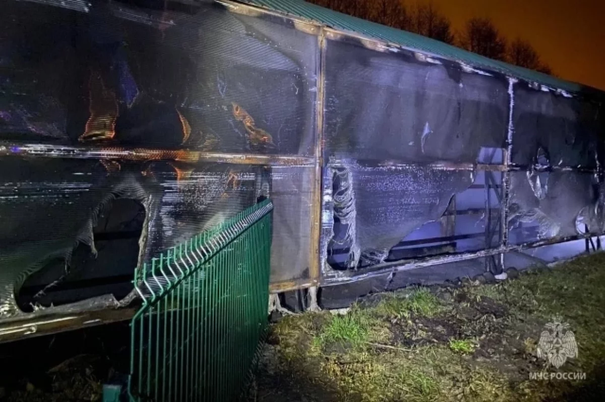 Пять зебр погибли при пожаре в ангаре зоопарка в Белгородской области0