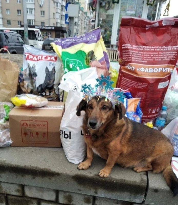 Завтра, 11 января, в Белгороде пройдёт День счастливой собаки