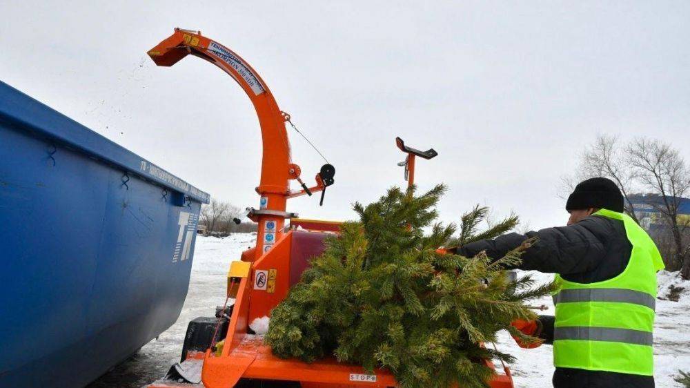 В белгородском ЦЭБ объяснили, как правильно утилизировать новогоднюю ёлку