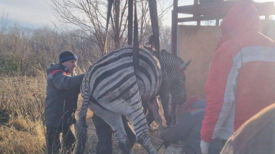 В Старооскольский зоопарк вернули сбежавшую из-за пожара зебру