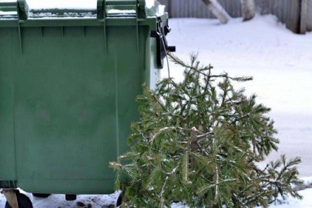 Внимание!. Уважаемые жители п. Вейделевка! Новогодние деревья (ели и сосны) на территории городского поселения «Поселок Вейделевка» складируются рядом с организованными местами накопления отходов (контейнерными площадками)