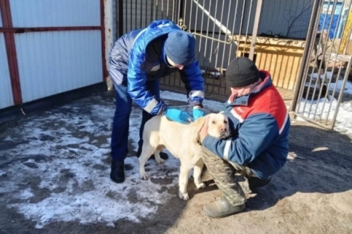 В Белгородской области от бешенства вакцинировали более 400 тыс. животных0