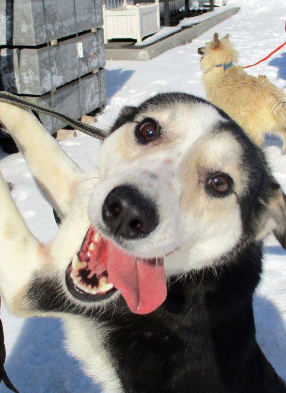 Завтра, 11 января, в Белгороде пройдёт День счастливой собаки