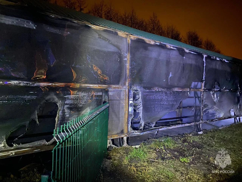 Шесть зебр погибли на пожаре в Белгородской области0