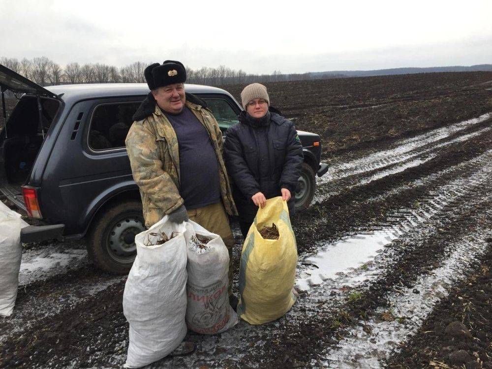 Сотрудники ОКУ «Борисовское лесничество» успешно завершили сезон сбора шишек сосны обыкновенной, заготовили 310 килограммов