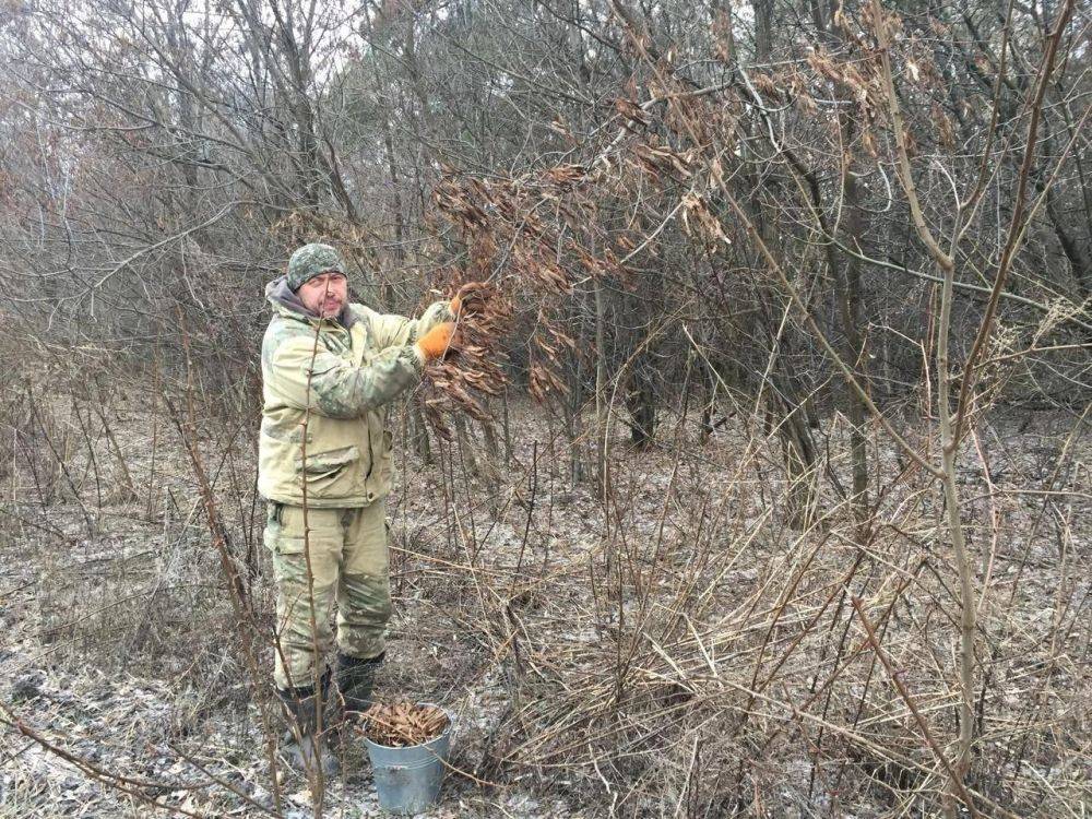 Сотрудники ОКУ «Борисовское лесничество» успешно завершили сезон сбора шишек сосны обыкновенной, заготовили 310 килограммов