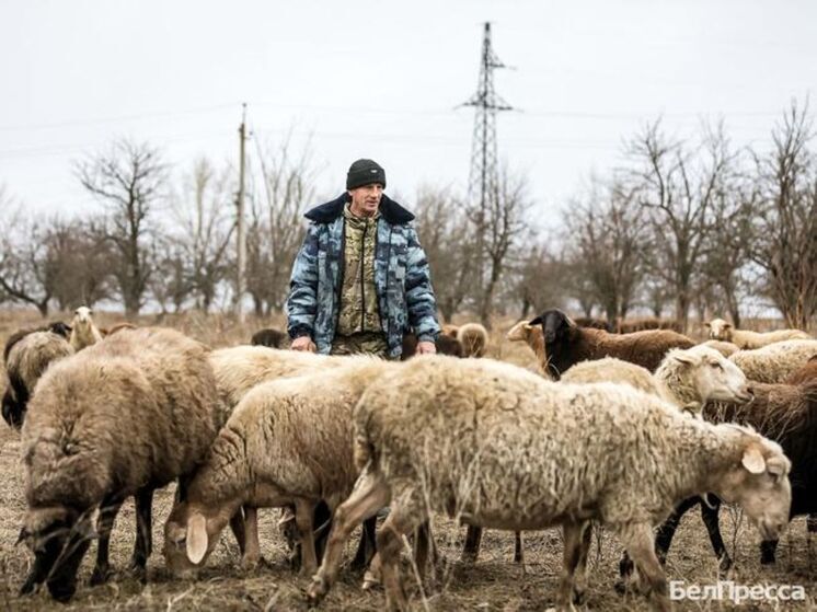 Из предпринимателя в фермеры: как белгородец продал джип и купил овец