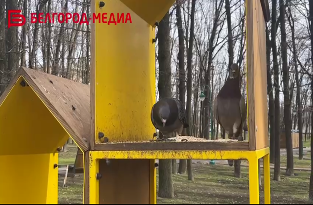 В Белгород постепенно приходит весна, но и маленьким пичужкам, и их пернатым собратьям побольше ещё сложно найти природный корм