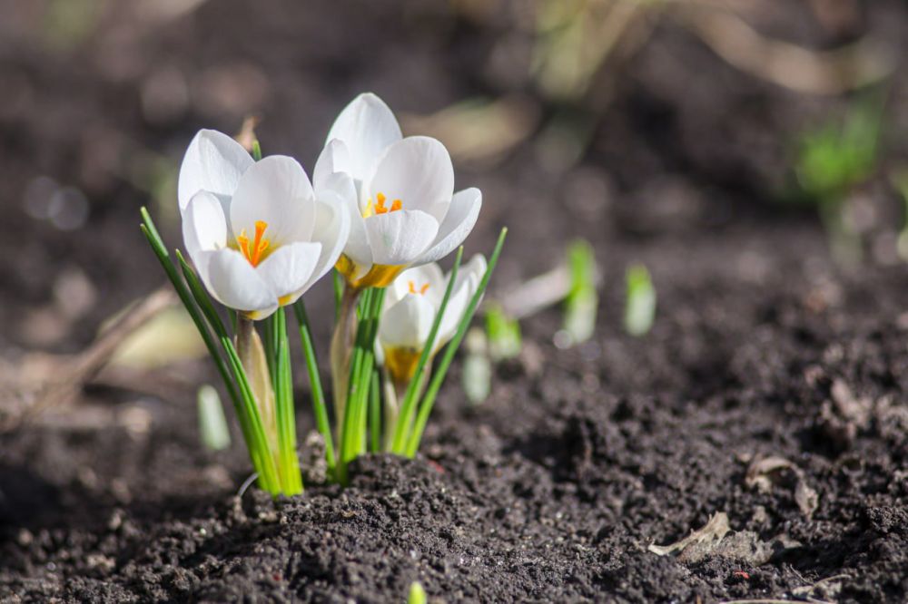 Погода 11 марта. Сегодня будет облачно с прояснением. Температура днём +8°...+13°, ночью до +8°. Ветер южный, до 6 м/с