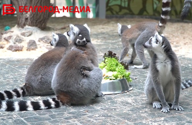 Новые обитатели белгородского зоопарка