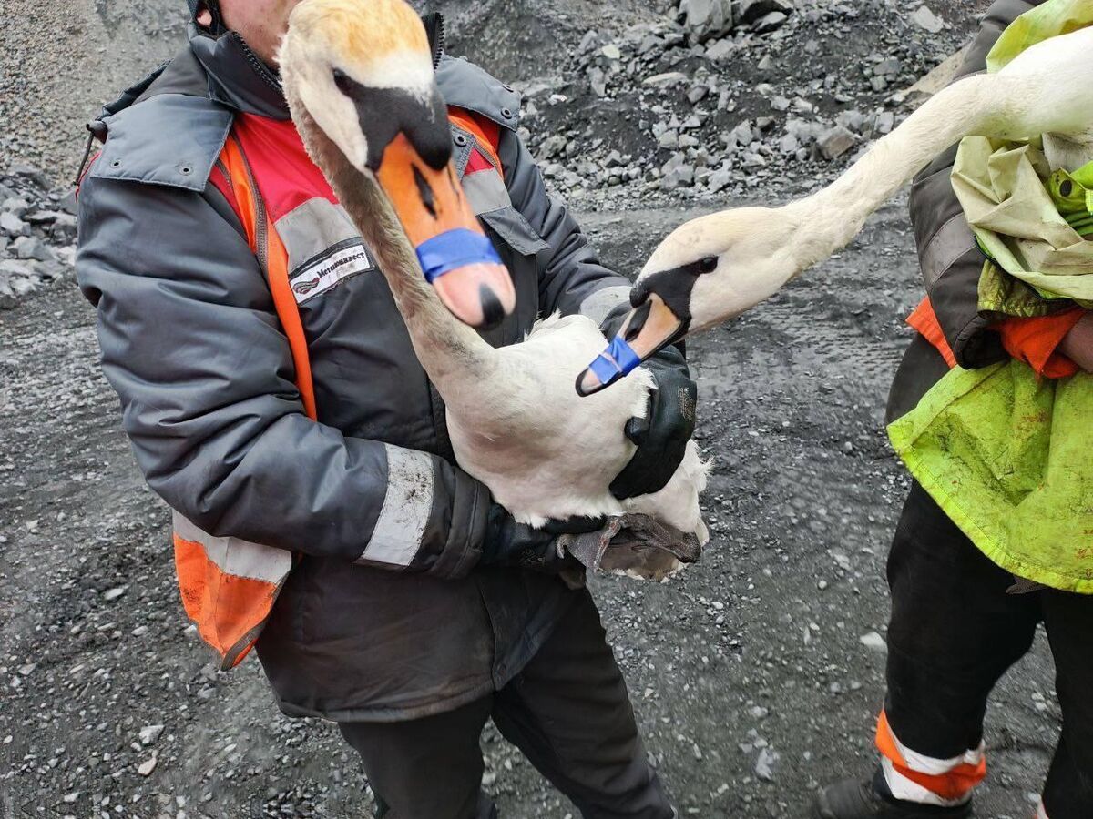 В Белгородской области спасли двух лебедей, упавших в карьер