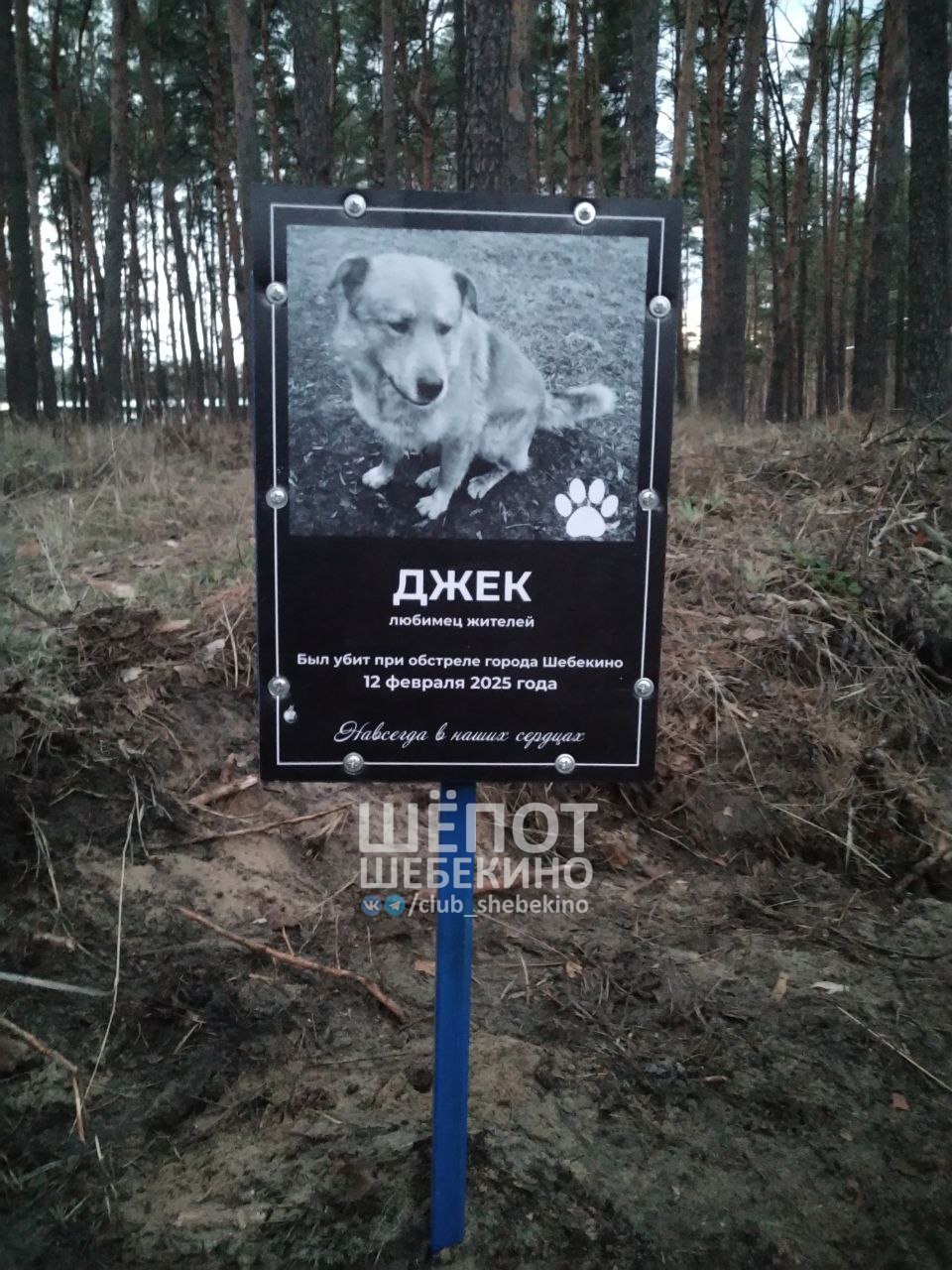 В Шебекино появилась именная табличка в память о погибшем при обстреле псе по кличке Джек