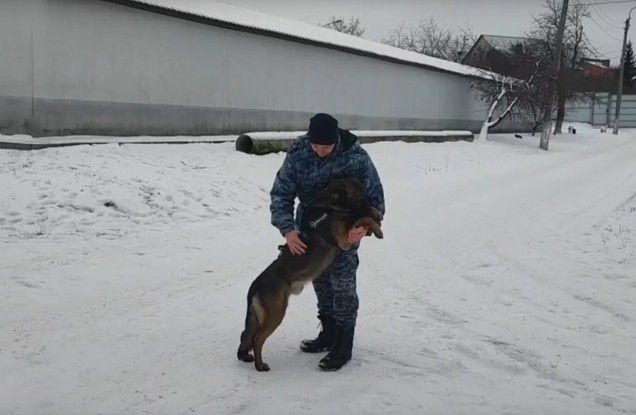 Служебные собаки помогли белгородским полицейским раскрыть 361 преступление в 2024 году