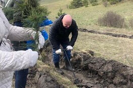 Под Белгородом высадили 15 тысяч саженцев сосны