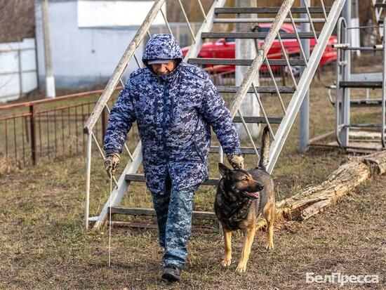 Тандем человек - собака: как белгородские кинологи дрессируют хвостатых напарников1