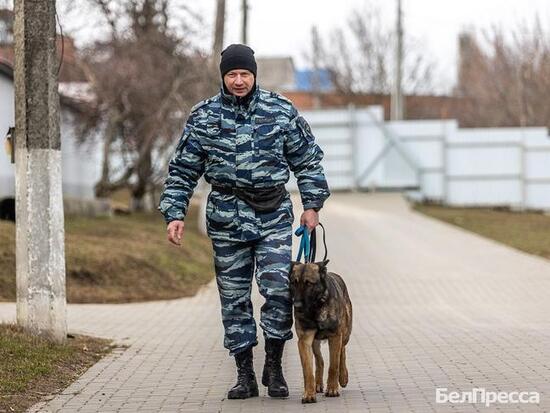 Тандем человек - собака: как белгородские кинологи дрессируют хвостатых напарников2