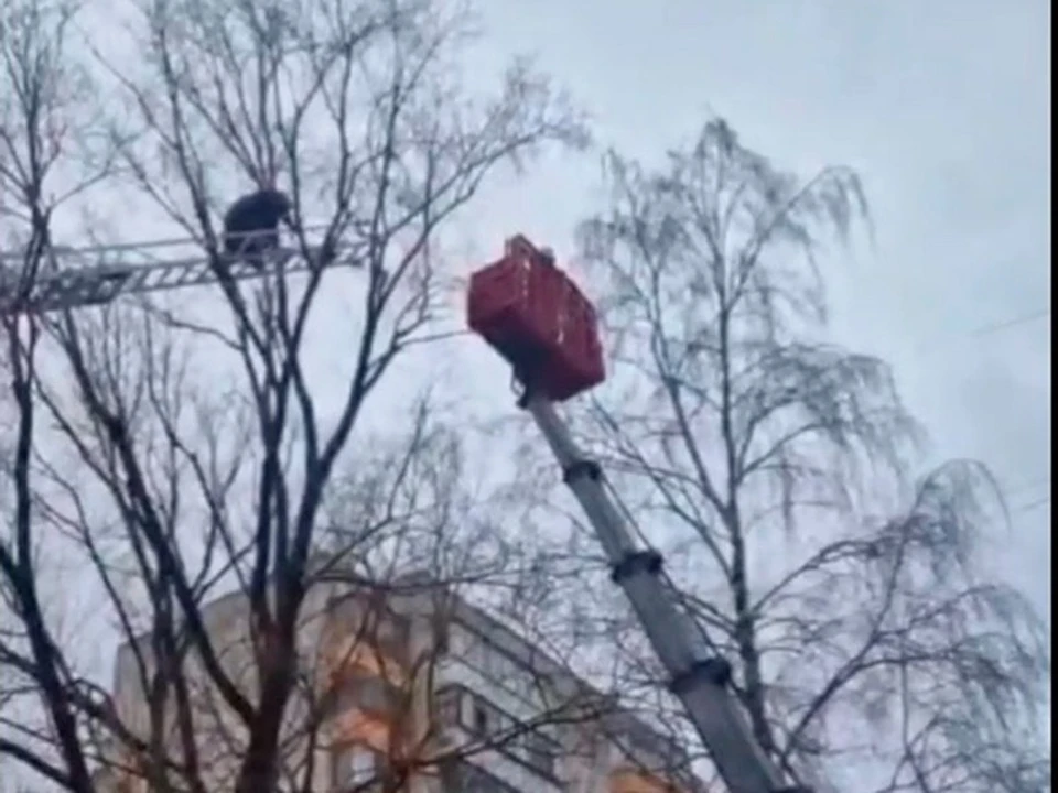 В Белгороде пожарные спасли забравшегося на высокое дерево кота0