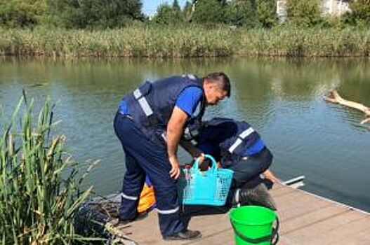 В Белгороде установили причину отравления воды в пруду микрорайона Оскочное